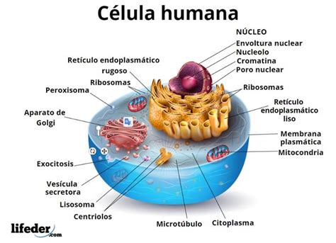 celula humana - boca humana